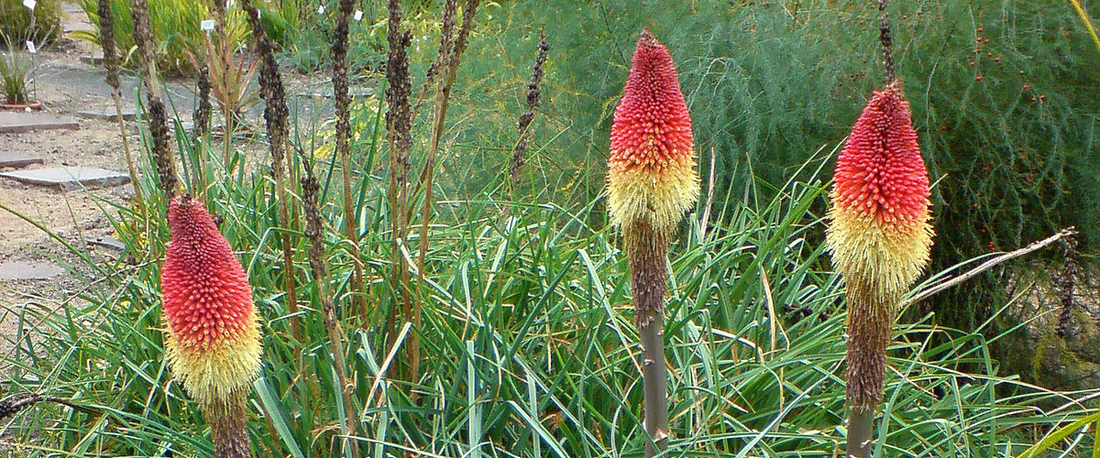 Kniphofia or Torchlily