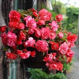 Fragrant Begonia Pink Delight - dutchflowerbulbs.com